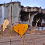 2018-11-15 131944 2018-11-15 131944 a7ii-DSC06381 reedit